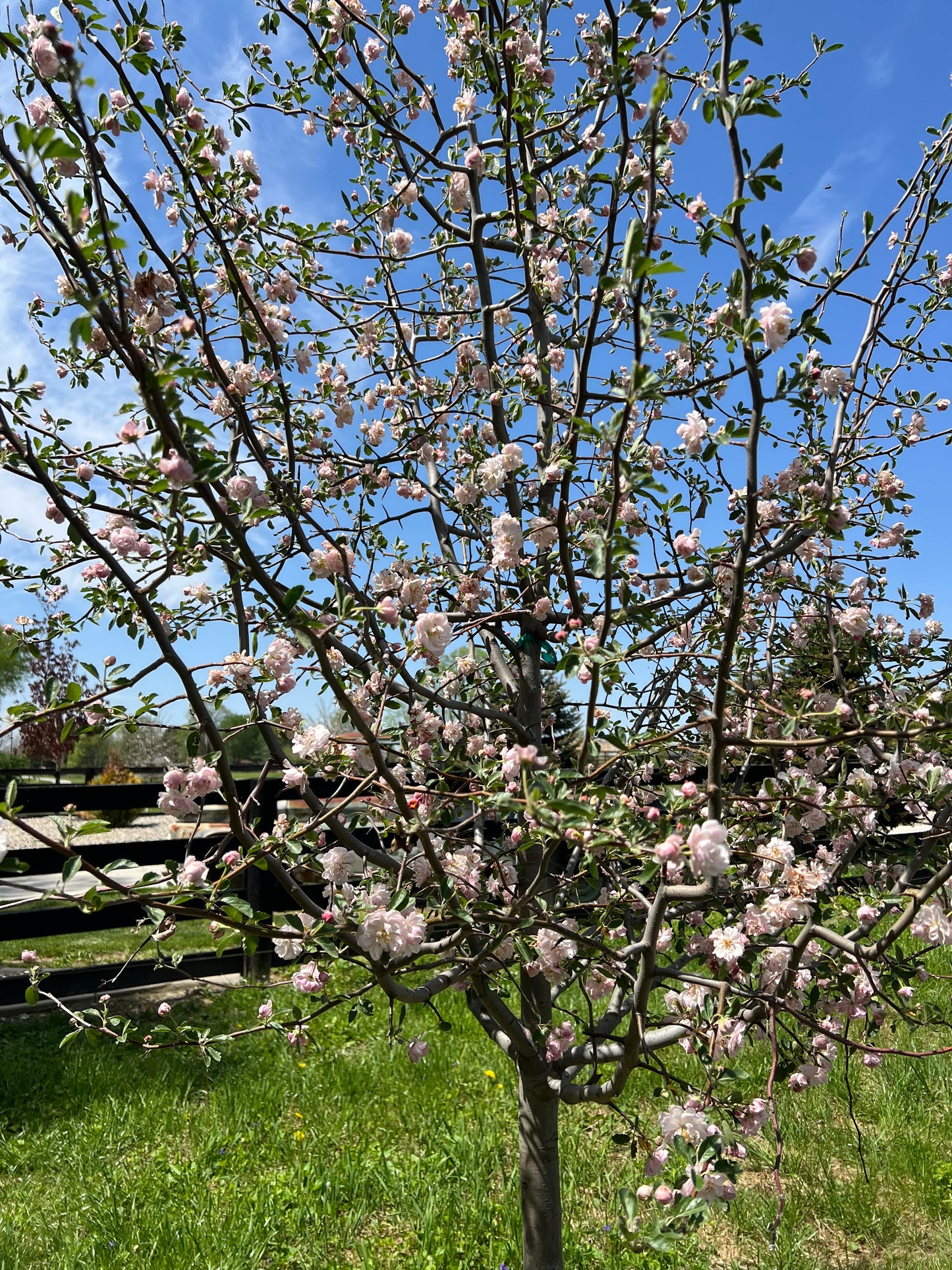 The Crab Apple Blossom Mala