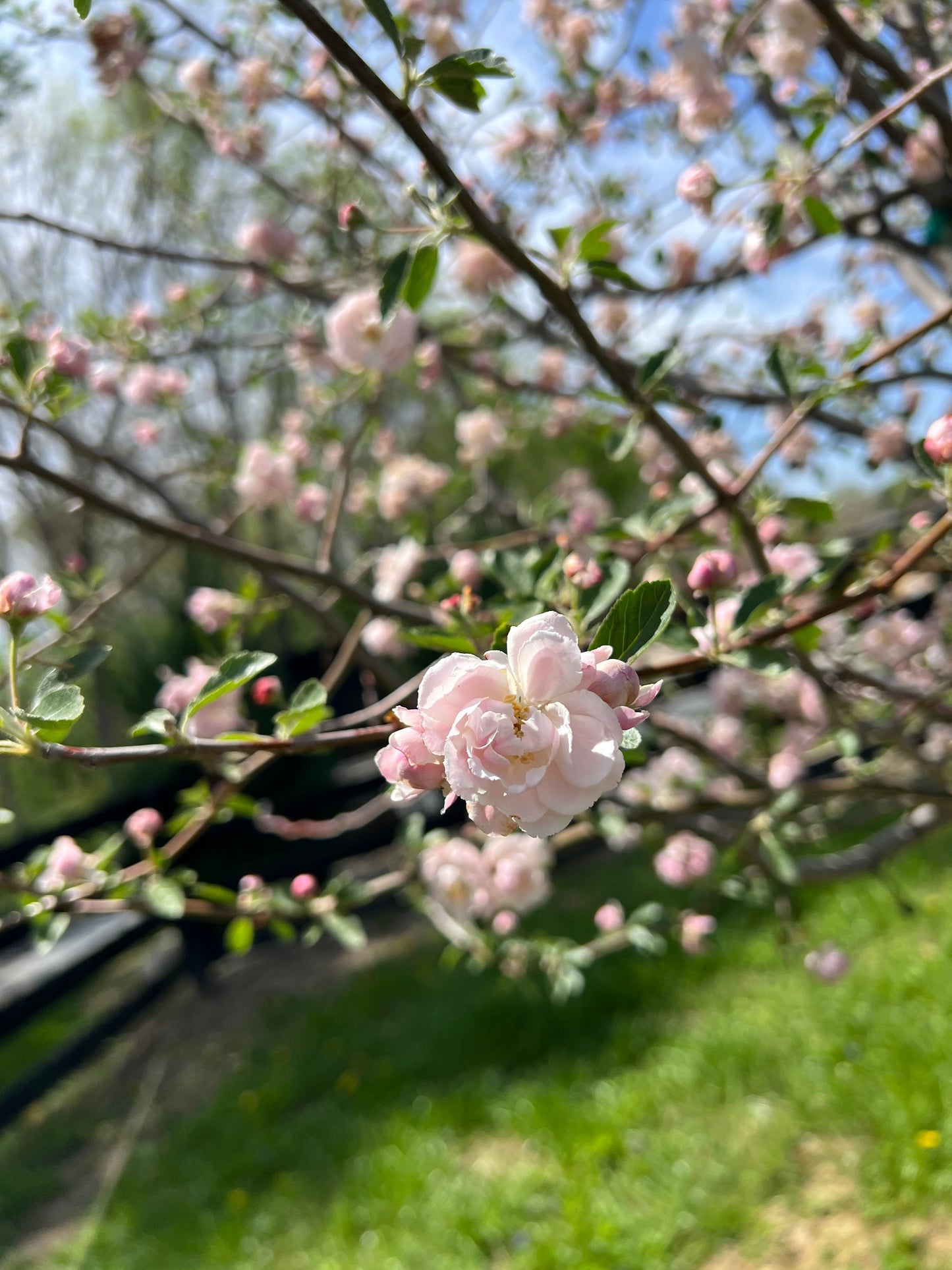 The Crab Apple Blossom Mala